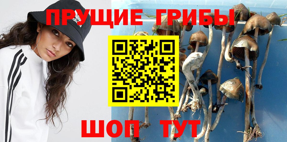Галлюциногенные грибы Psilocybine cubensis  Вход с VPN  Карасук 